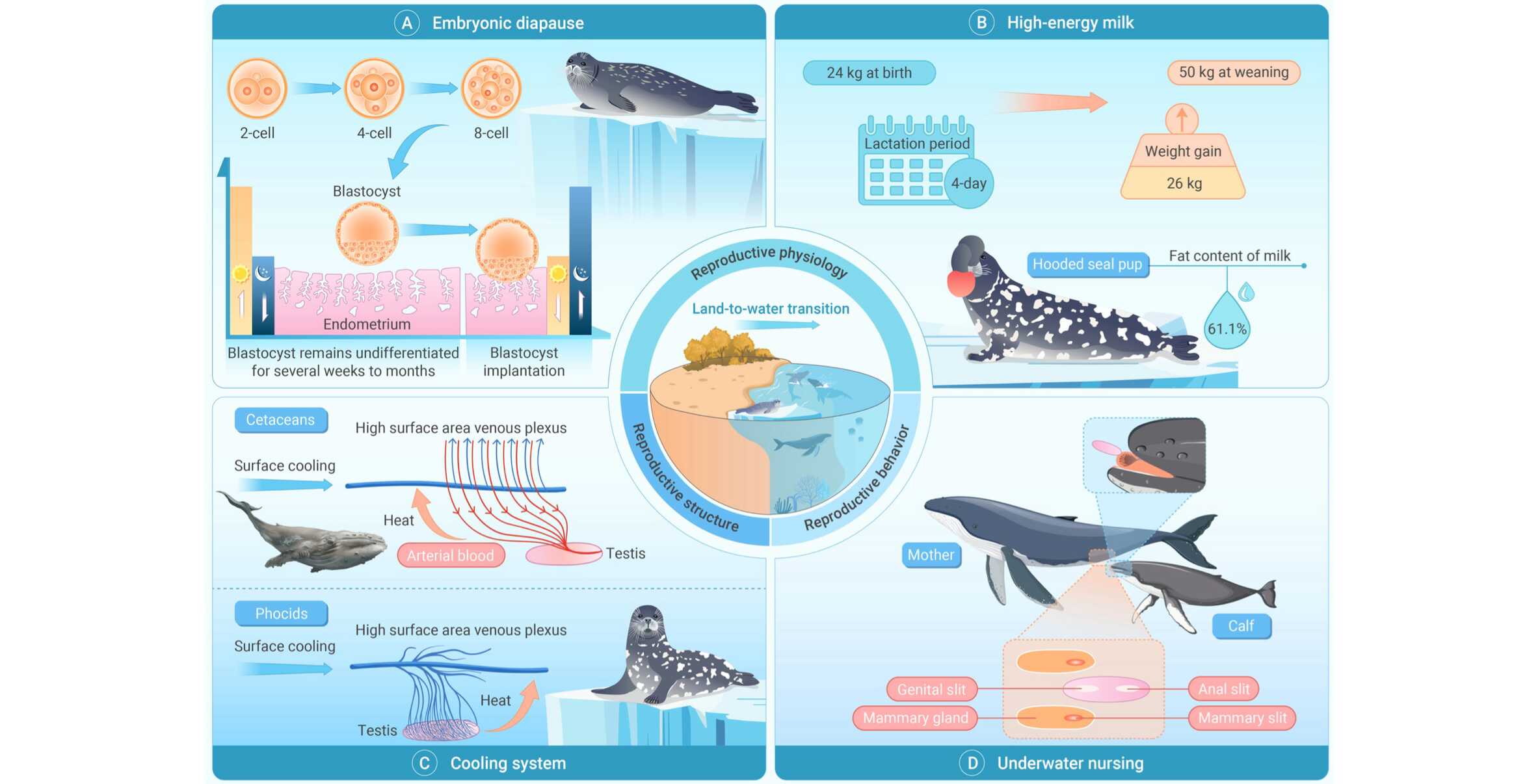 从陆地到海洋：海洋哺乳动物繁殖策略的独特创新